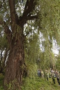 Emma's willow, a weeping willow planted on the Ashbridge Estate in 1919, towers over arborist Philip van Wassenaer as he leads a tour of the estate's heritage trees on Sept. 9. The tour was organized by LEAF (Local Enhancement & Appreciation of Forests), and included a speaker from the Ontario Heritage Trust, which looks after the heritage property. PHOTO: Andrew Hudson