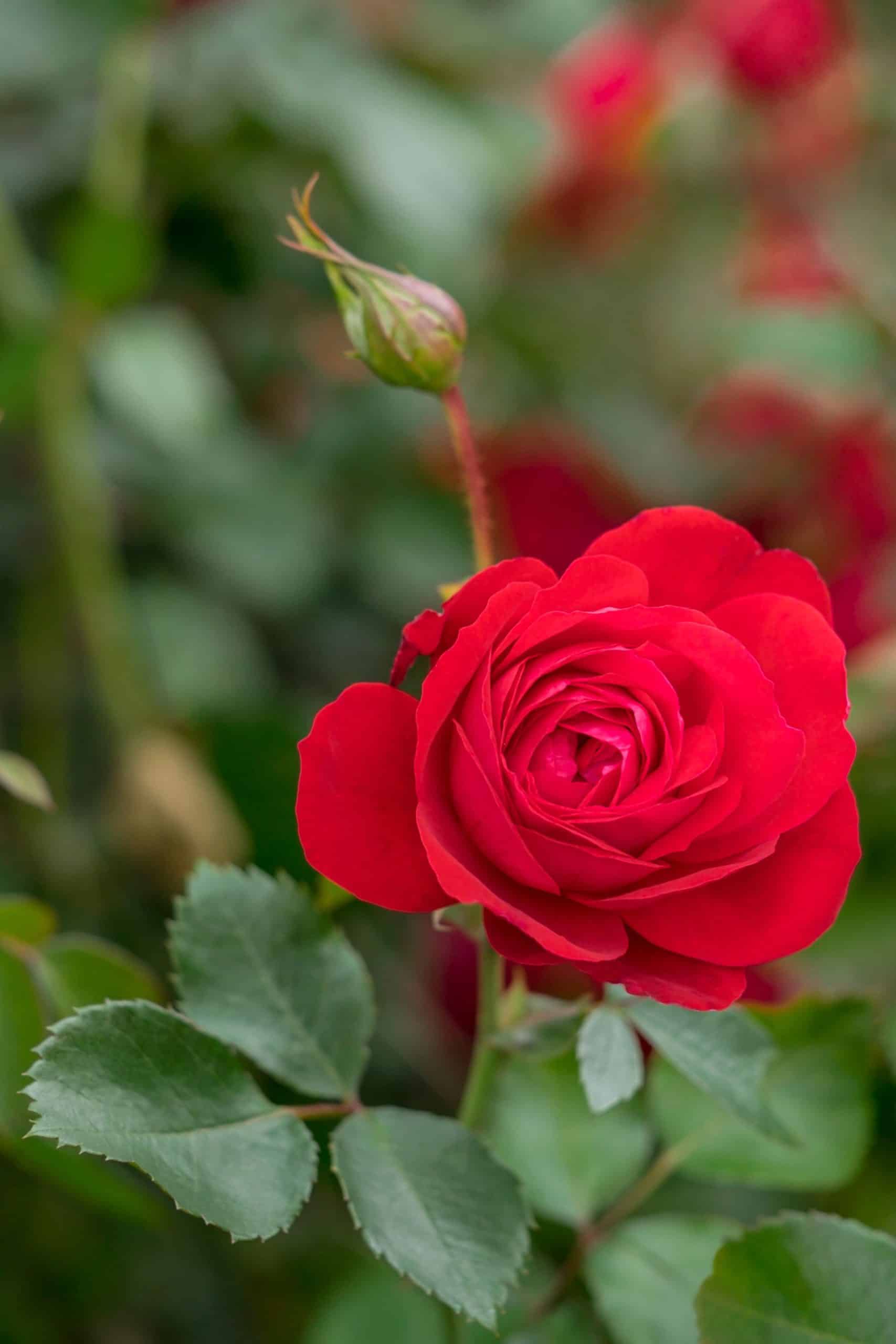The Canadian Shield rose 