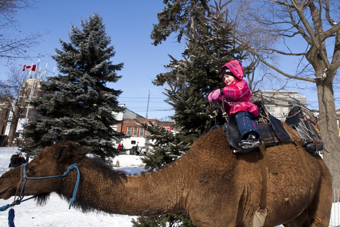The always-popular Bowmanville Zoo animals will be back in Kew Gardens for Family Day, held this year on Sunday, Feb. 17. Beach Metro News File Photo: Phil Lameira