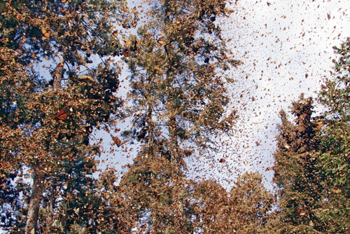 The wintering spot of migrating monarch butterflies is seen in this still from Flight of the Butterflies, an IMAX film produced by Beachers and husband-and-wife film producers Jonathan Barker and Wendy MacKeigan, below.