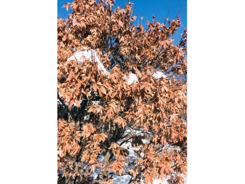 A Japanese maple with marcescence