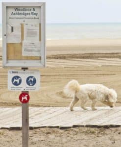 A dog walks off-leash along the boardwalk at Woodbine Beach Park. PHOTO: Andrew Hudson