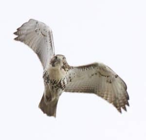 Red-tailed hawk