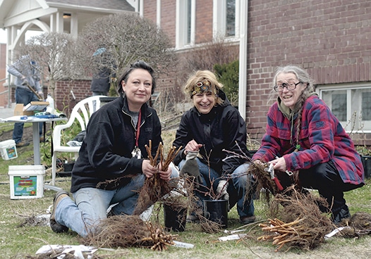 From left, Virginie Gysel, Dawn Lyons, and Sylvia Kraus sort fruit-bearing shrubs and trees at Treemobile Toronto's first-ever planting day at St. Saviour's Anglican Church on April 26. The volunteer group delivers low-cost, food-bearing plants to residents in an effort to grow organic food with a lower carboon footprint. For more information, visit transitiontreemobile.org. PHOTO: Andrew Hudson