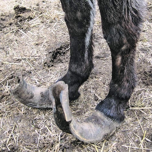 Polly and Nelly, top, were taken in by the Prim Rose Donkey Sanctuary after being seized from their previous owner for neglect. Neither had ever had their hooves trimmed, above.