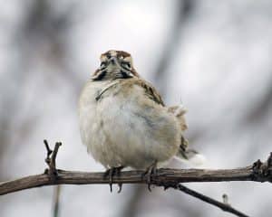 PHOTO: Ann Brokelman beach metro lark sparrow20161225_7319 copy