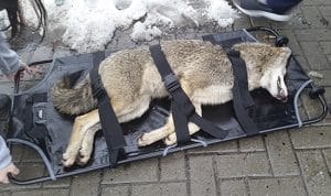 This coyote was hit by a car while running across Queen Street East near Silver Birch Avenue on Dec. 16. The animal later died of its injuries. PHOTO: Jeremy Campbell