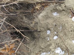 Coyote's den entrance