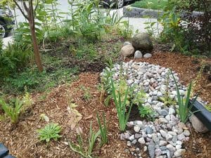 Rain gardens divert rain water from entering - and sometimes overflowing - the storm sewer system. PHOTO: Martina Rowley