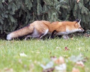 fox-at-park-nov022016_9933