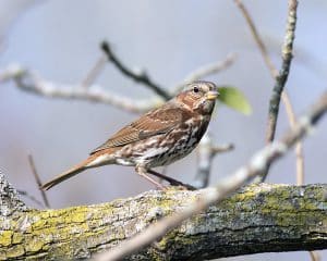 fox-sparrow-oct292016_8837