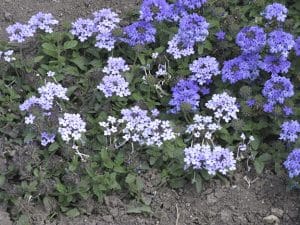 garden-IMG_1569 blue verbenasweb