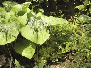 Hostas may get some sunburn  this season if your trees were damaged. PHOTO: Mary Fran McQuade