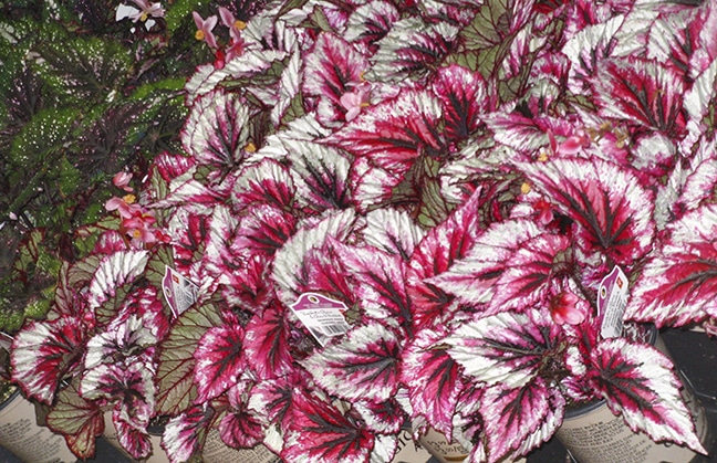 Can't find impatiens? Colourful rex begonias do well in shade. PHOTO: Mary Fran McQuade