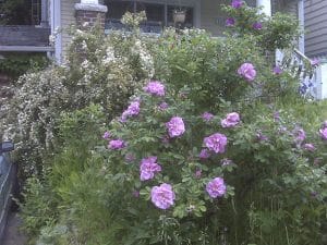 Tough roses like this rugosa should come through winter just fine. PHOTO: Mary Fran McQuade