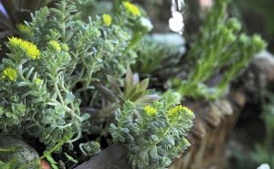 Small succulents add variety. PHOTO: Jon Muldoon