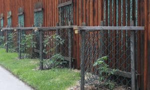 Tomatoes grow outside the backyard fence, tied to pieces of the old fence. PHOTO: Jon Muldoon
