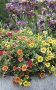 Colours change through the season, from purples to yellows and oranges. PHOTO: Jon Muldoon