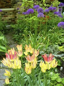 Antoinette tulips and dramatic alliums grow in Beacher Lucille Crighton’s garden. PHOTO: Lucille Crighton
