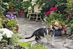 Elizabeth Bowes’ Beach garden features a variety of flowers for her cool cat Miles. PHOTO: Andrew Hudson