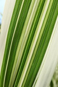 hort-Arundo donax leaf detail