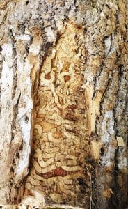 hort-Ash larval gallery002