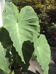 Colocasia esculenta is shown here grown from a grocery store taro. PHOTO: Steven Chadwick