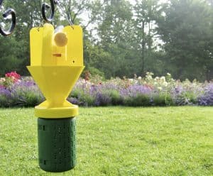 Beetle traps can keep insects away from sensitive areas of a large garden - or attract the insects from another yard. PHOTO: Steven Chadwick