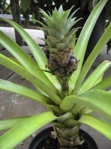 Pineapple is a plant that can be grown from a specimen picked straight from a grocery store’s produce aisle. PHOTO: Steven Chadwick