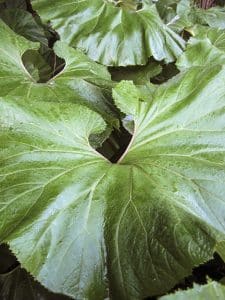 Petasites feature giant leaves for most of the plant’s lifespan. PHOTO: Steven Chadwick