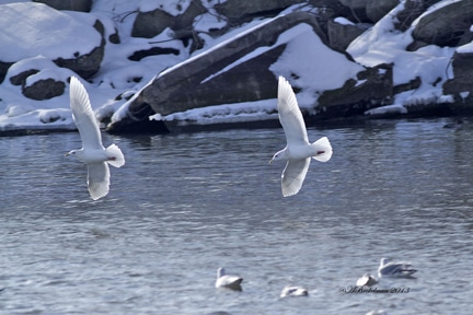 A pair of Kumlien’s gulls, a sub-species of Iceland gulls.