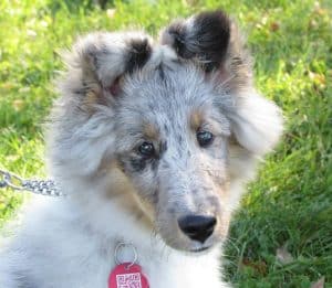 Skittles is a Level 3 service dog trained to assist Canadian veterans with multiple disabilities. The members of Royal Canadian Legion Branch 13 are hoping to raise the $10,000 cost to train and place Skittles with a veteran. PHOTO: Submitted