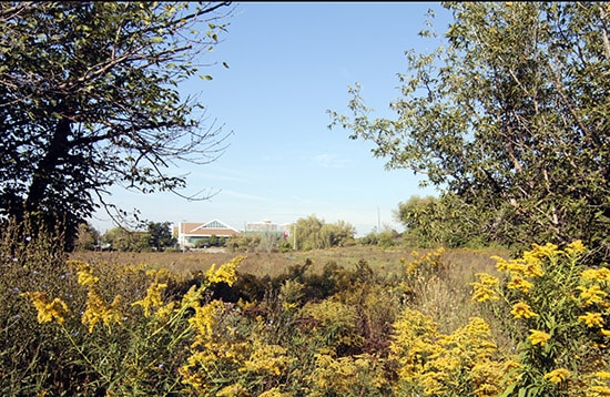In a plan recently approved by Scarborough Community Council, Build Toronto will begin developing the west side of the Birch Cliff quarry lands by building a single-storey big-box store at Victoria Park Avenue and Musgrave Street, across from a pair of supermarket plazas. Most recently the site of a driving range until 2012, the land has been otherwise vacant site since the early 1960s. PHOTO: Andrew Hudson