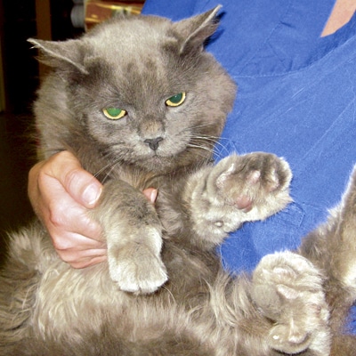 Gregory, pet of the month