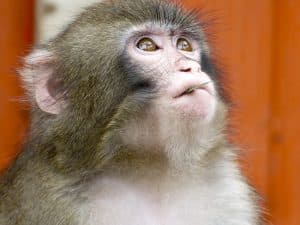 Darwin the "IKEA monkey"