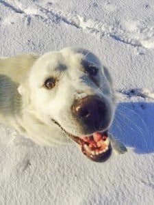 Snow is a Level 2 service dog rescued from the Gatineau SPCA. He has been provided to a double amputee Bosnia and Afghanistan veteran by Branch 13 of the Royal Canadian Legion. PHOTO: Submitted