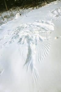 A 'snow angel' left by a bird. PHOTO: Ann Brokelman