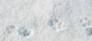 Questions about animal tracks? On the Wild Side author Ann Brokelman may be able to help. PHOTO: Ann Brokelman