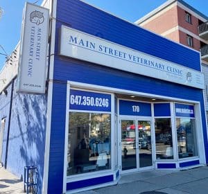 Prince Edward Island Avc Animal Hospital Main Street Veterinary