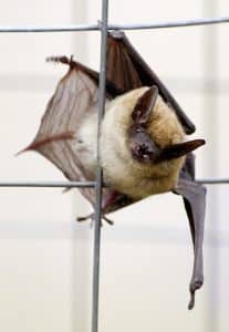 Little brown bats may not have the most exciting name, but it is accurate. They can be spotted at Ashbridges Bay. PHOTO: Ann Brokelman