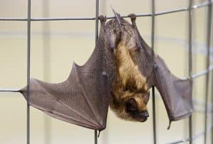 Little brown bat numbers are dwindling enough for them to be considered endangered. PHOTO: Ann Brokelman