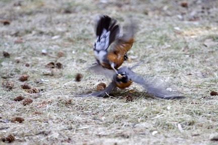 wild-side-battling-robins