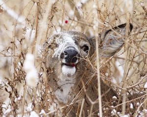 A deer is caught taking a bite of some frozen berries. PHOTO: Ann Brokelman