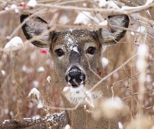 A deer peers at the camera. PHOTO: Ann Brokelman
