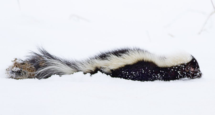 Skunks, unfortunately for those who aren't fans, don’t hibernate during winter. PHOTO: Ann Brokelman