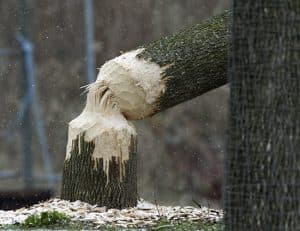 Fallen trees will show obvious signs when beavers are the reason. PHOTO: Ann Brokelman