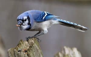 Photo: Ann Brokelman