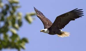 A bald eagle soars past the Bluffs near Rosetta McClain Gardens during the annual hawk watch. PHOTO: Ann Brokelman