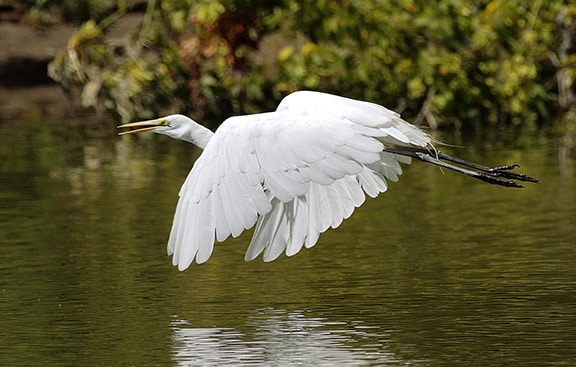A great egret in flight. PHOTO: Ann Brokelman