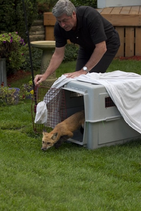 Toronto Wildlife Centre volunteer Ron Paquette releases a fox back into the Bluffs area after it was treated for mange. Several foxes have been trapped, treated and released by volunteers. PHOTO: Ann Brokelman